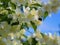 Jasmine and bumble bee in flight, spring