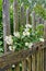 Jasmine fence palisade white flowers