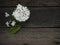 Jasmine floating in clear glass on wooden background