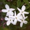 Jasmine flower bunch