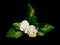 Jasmine flower and green leaf isolated on black background, Mother`s Day Emblem of Thailand