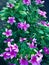 Jasmine,flower,green leaf,selected focus,blur image,flora, bloom, ,colorful