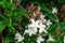 Jasmine flower Jasminum officinale blooming