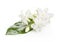 Jasmine flower over white background.