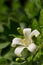 Jasmine flower with spring dew drops.