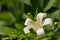 Jasmine flower with spring dew drops.