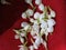 Jasmine flower symbolizes love and care for the deceased