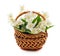 Jasmine flowers in a basket