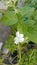 The Jasmine flowers at the beautifull plant in my garden