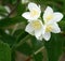 Jasmine flowers in bloom