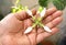   jasmine  Flowers Four  - A hand holds four jasmine  flowers