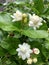 Jasmine flowers have a distinctive fragrance, often used as room freshener and decoration for brides