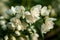 jasmine flowers. an Old World shrub or climbing plant that bears