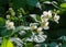 Jasmine flowers. an Old World shrub or climbing plant that bears