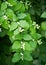 Jasmine flowers. an Old World shrub or climbing plant that bears
