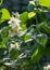 Jasmine flowers. an Old World shrub or climbing plant that bears