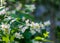 Jasmine flowers. an Old World shrub or climbing plant that bears