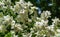 Jasmine flowers Philadelphus lewisii bush on dark blue sky background in sunny spring garden. Selective focus close-up nature shot