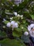 Jasmine in full bloom with strong and sweet fragrance