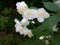 Jasmine garden bloom in the Park. Flowering Bush. White flowers on the tree