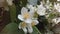 Jasmine (Jasminum) Blossoming in Central Park in Manhattan, New York, NY in June.