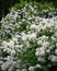 Jasmine or jasminum officinale vine and white flowers in spring