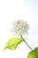 Jasmine, jasminum sambac, flower and leaves, jasmine tea flower on white background