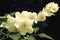 Jasmine-like flowers. Close up. Philadelphus.