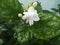 Jasmine lily mogra white flowers in rainy season freshness buds plants shrubs forest both beautiful