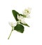 Jasmine Philadelphus flowers and leaves isolated