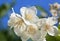 A jasmine plant flower closeup