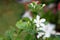 Jasmine plant and flower. Scientific name is Jasminum officinale.