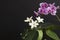 Jasmine and purple orchid with leafs on black background