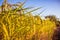 Jasmine rice ready for harvest, Farming agriculture in north eastern Thailand