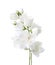 Jasmine`s Philadelphus flowers isolated on white.