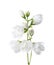 Jasmine`s Philadelphus flowers isolated on white.