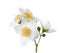 Jasmine`s Philadelphus flowers isolated on white.