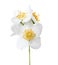 Jasmine`s Philadelphus flowers isolated on white .