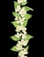 Jasmine seamless vertical line element in vertical branch with f