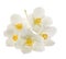 Jasmine spring flowers group isolated on white background, close-up