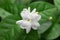 Jasmine tea flower, arabian jasmine, jasminum sambac