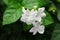 Jasmine tea flower, arabian jasmine, jasminum sambac