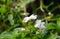 Jasmine tea flower, arabian jasmine, Jasminum sambac in shallow focus
