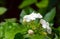 Jasmine tea flower, arabian jasmine, Jasminum sambac in shallow focus