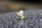 Jasmine tea flower, arabian jasmine, Jasminum sambac on wet surface, in shallow focus