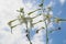 Jasmine tobacco flowers against sky and clouds