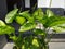 Jasmine water or Echinodorus palaefolius plant