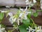 Jasmine white climbing flower