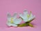 Jasmine white flower isolated on pink background