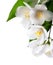 Jasmine white flower on white background